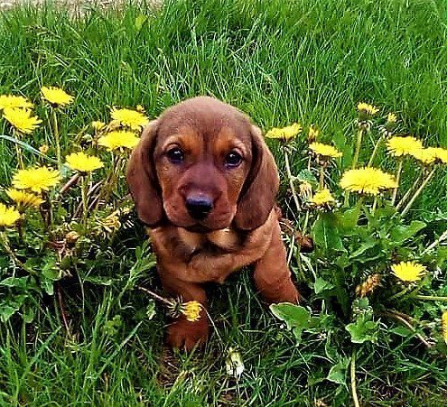 Elevage passion de Basset des Alpes