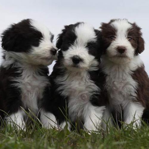 Élevage : bearded collie