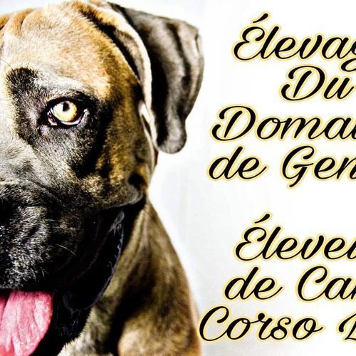 elevage de cane corso lof