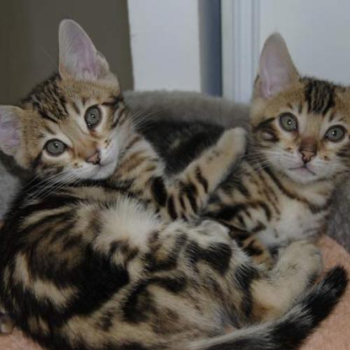 Élevage : bengal abyssin (abyssinian - chat lapin) maine coon