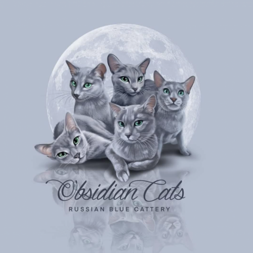 Obsidian cats