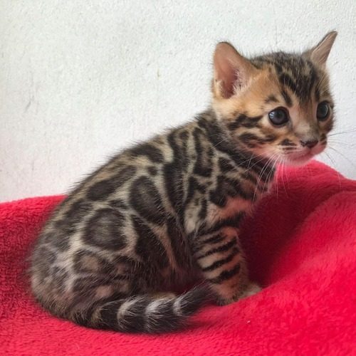 ELEVAGE DU FELIN EMPEREUR