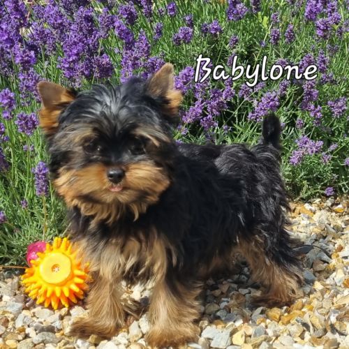 Venez découvrir nos adorables yorkshi