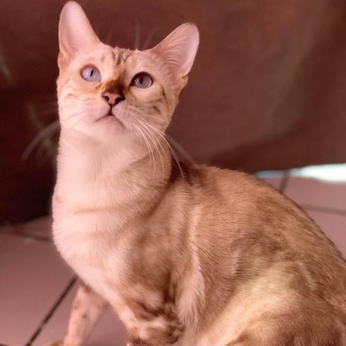 Elevage familial de Bengal