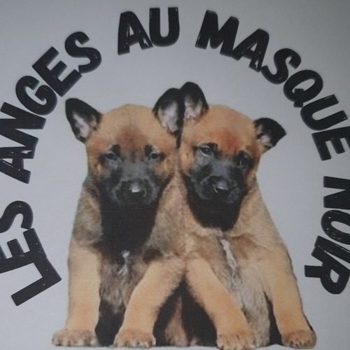 Élevage de berger malinois lof dans les yvelines