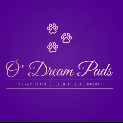 Élevage de persan black golden et blue golden