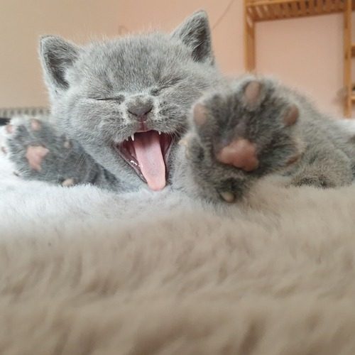 Chatons British Shorthair