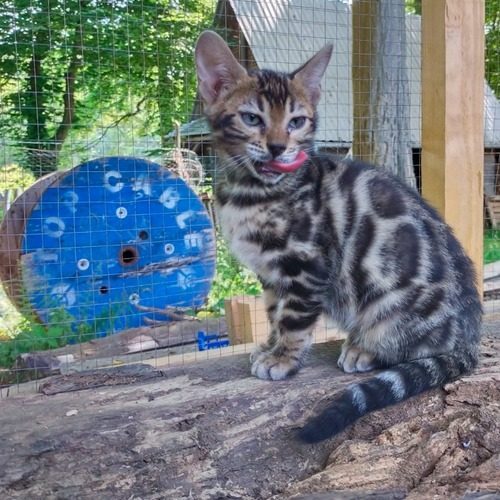 Chatons Bengal Loof