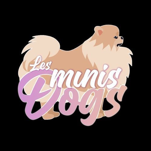 Elevage de Spitz poméranian