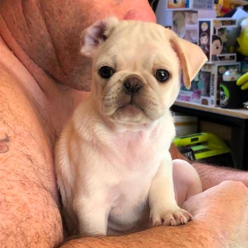 Élevage familial de carlin