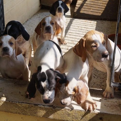 élevage de Pointers Anglais