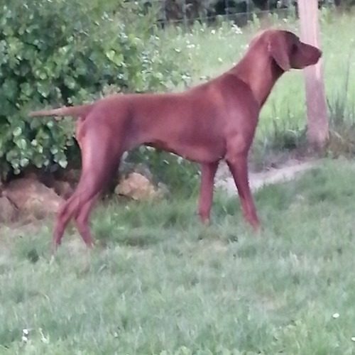 Elevage de braque allemand