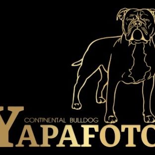 Élevage yapafoto de continental bulldog