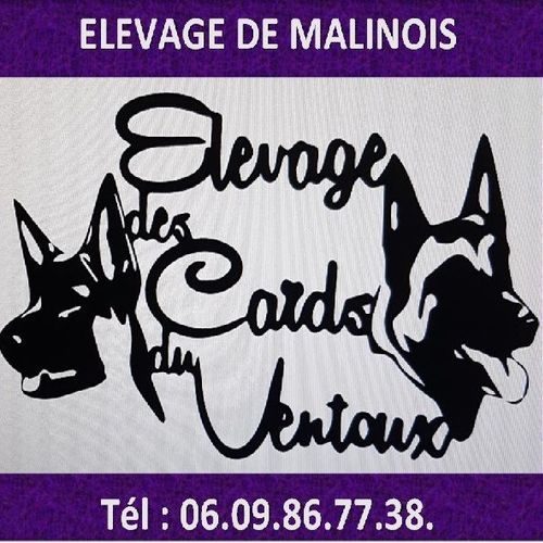Elevage de berger belge malinois