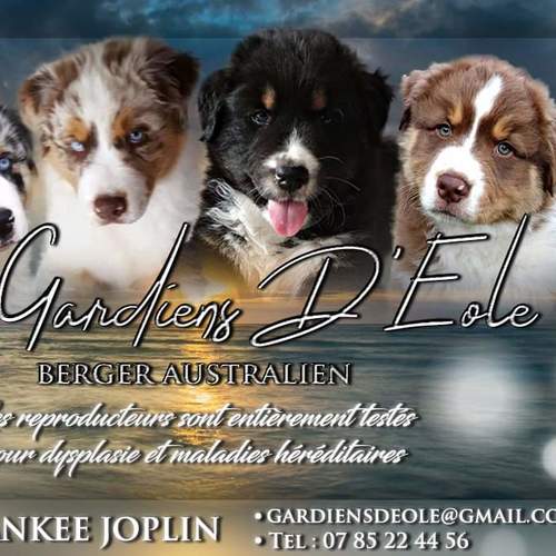 élevage de la race berger australien