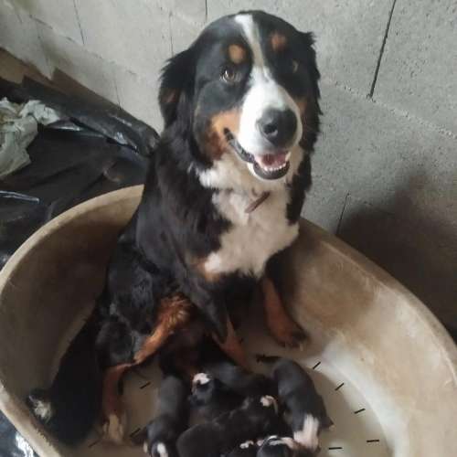 élevage de bouvier bernois