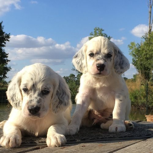 Elevage de la pierre d'opale