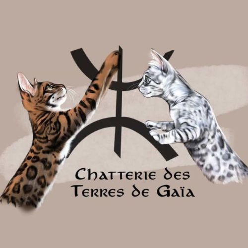 Elevage de bengal loof