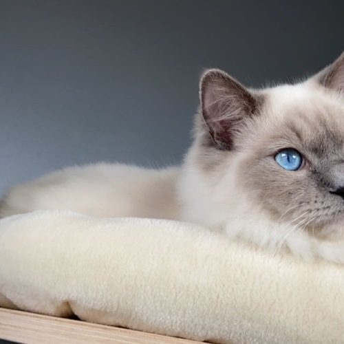 Elevage de ragdoll LOOF