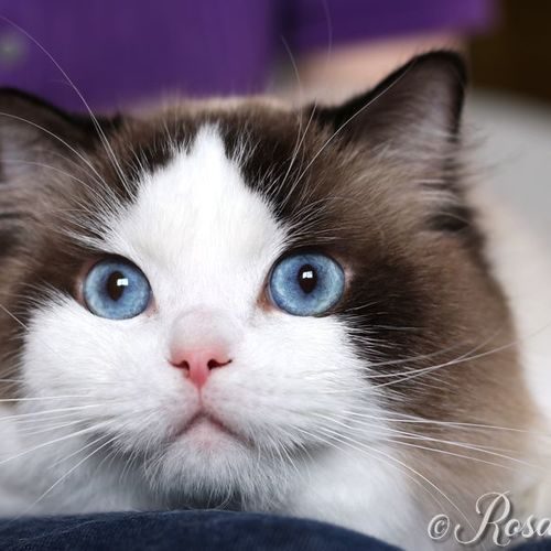 Ragdoll élévés en famille