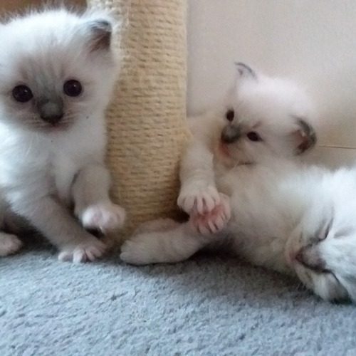 Chatterie de blueberry Dolls