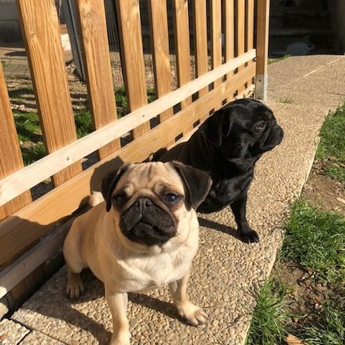 les carlins de l'élevage des verrières