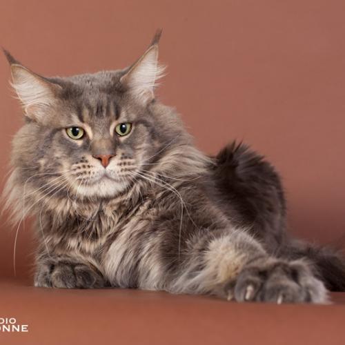 Eleveur : Nathalie MASSIGNAC