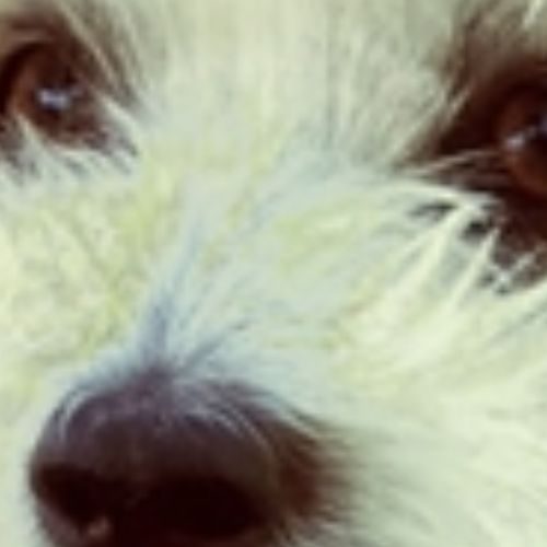 elevage de Cotons de Tuléar