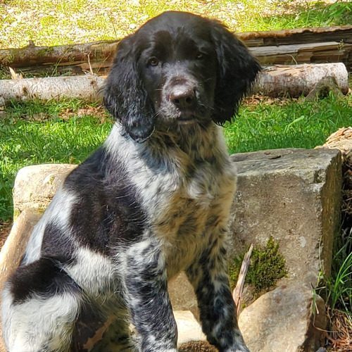 Elevage familial de Grand Epagneul de Münster