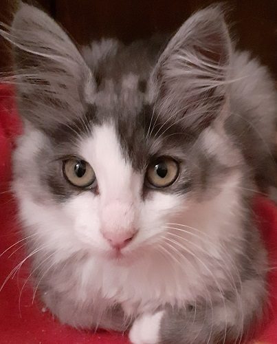 Chatterie du rocher de nala