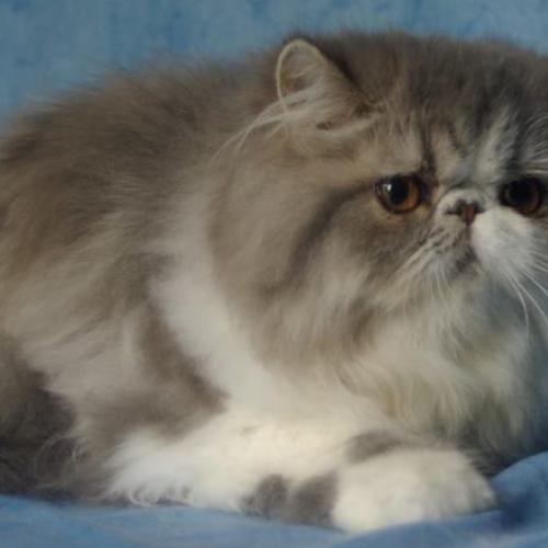 Eleveur : chatterie de la côte d'albâtre