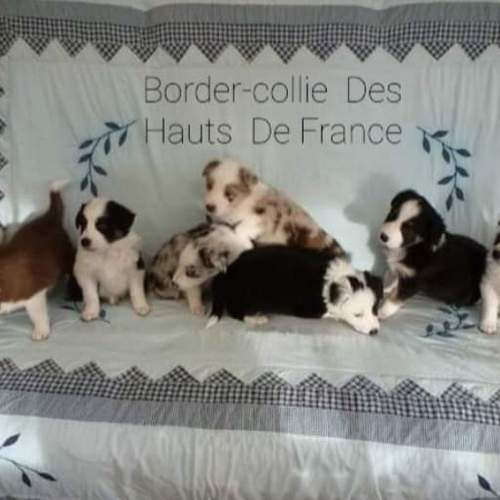 élevage de border collie