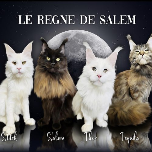 Elevage de Maine coon