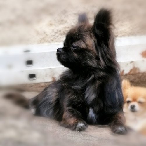 Chihuahuas poils longs LOF