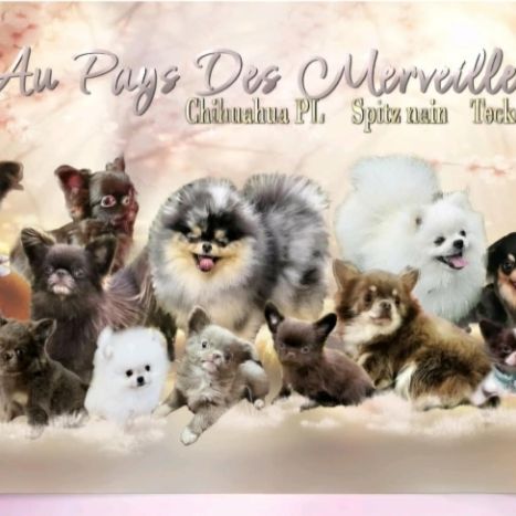 Elevage chihuahua poil long