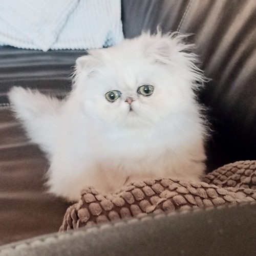 Chatons persan chinchilla silver et golden