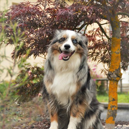 Berger américain miniature