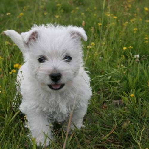 Élevage : west highland white terrier