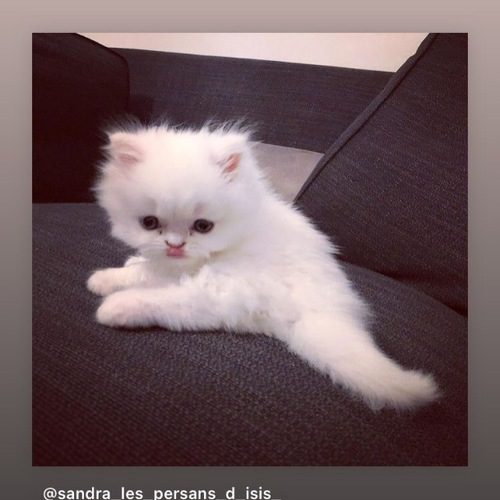 Éleveur Chats Persan Chinchilla