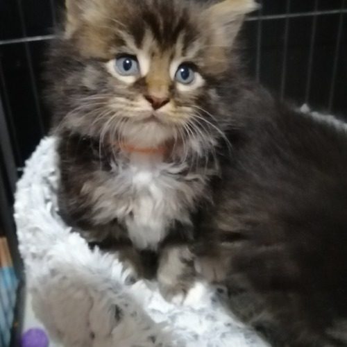 Chatons Maine coon LOOF