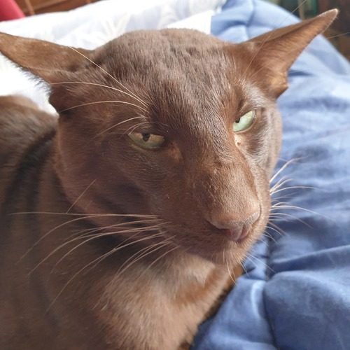 Chatterie élevage familial de l'Oracle Sudérien