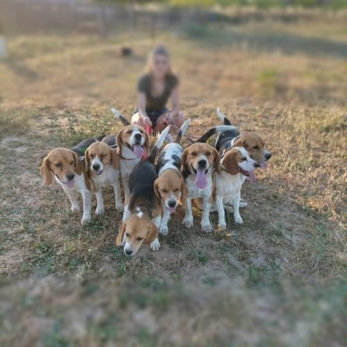 Elevage de l'étang du catchou de Beagle