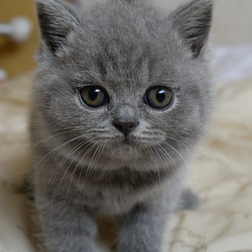 Chatterie du Clos de Méneuil