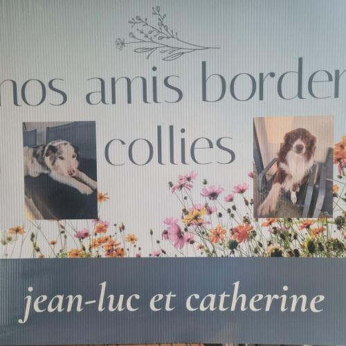 Nos amis border collies