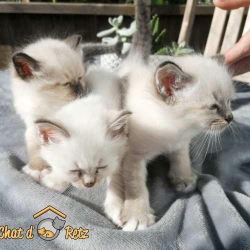 le chat d'ô Retz