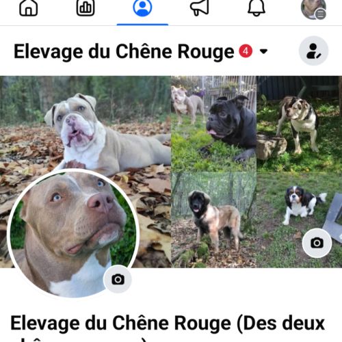 Élevage des deux chênes rouges