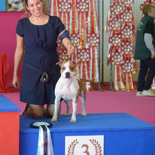 Superbe chiots origine prestigieuse disponible