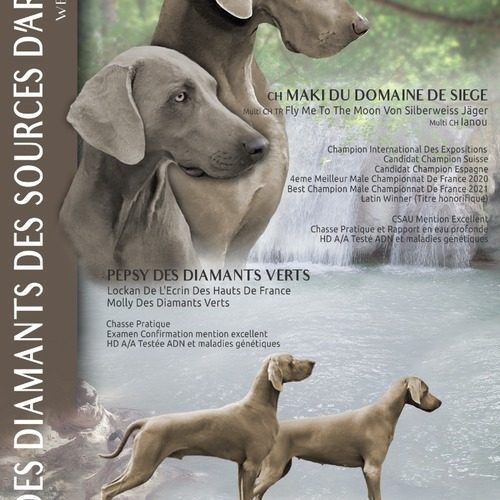 Elevage de braque de weimar