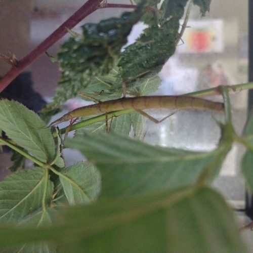 Vente Phasmes bâton