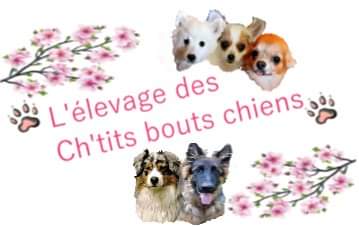 L'élevage des Ch'tits bouts chiens